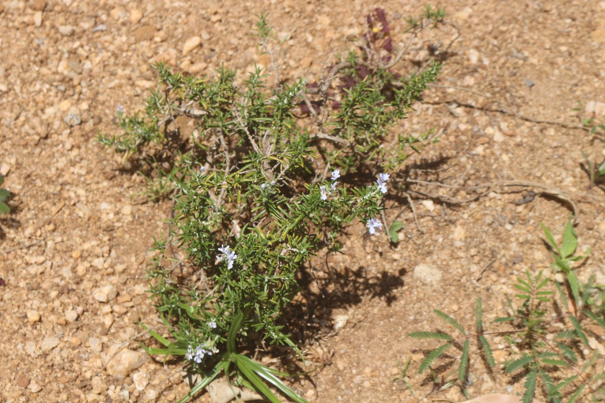 Salvia rosmarinus Spenn.